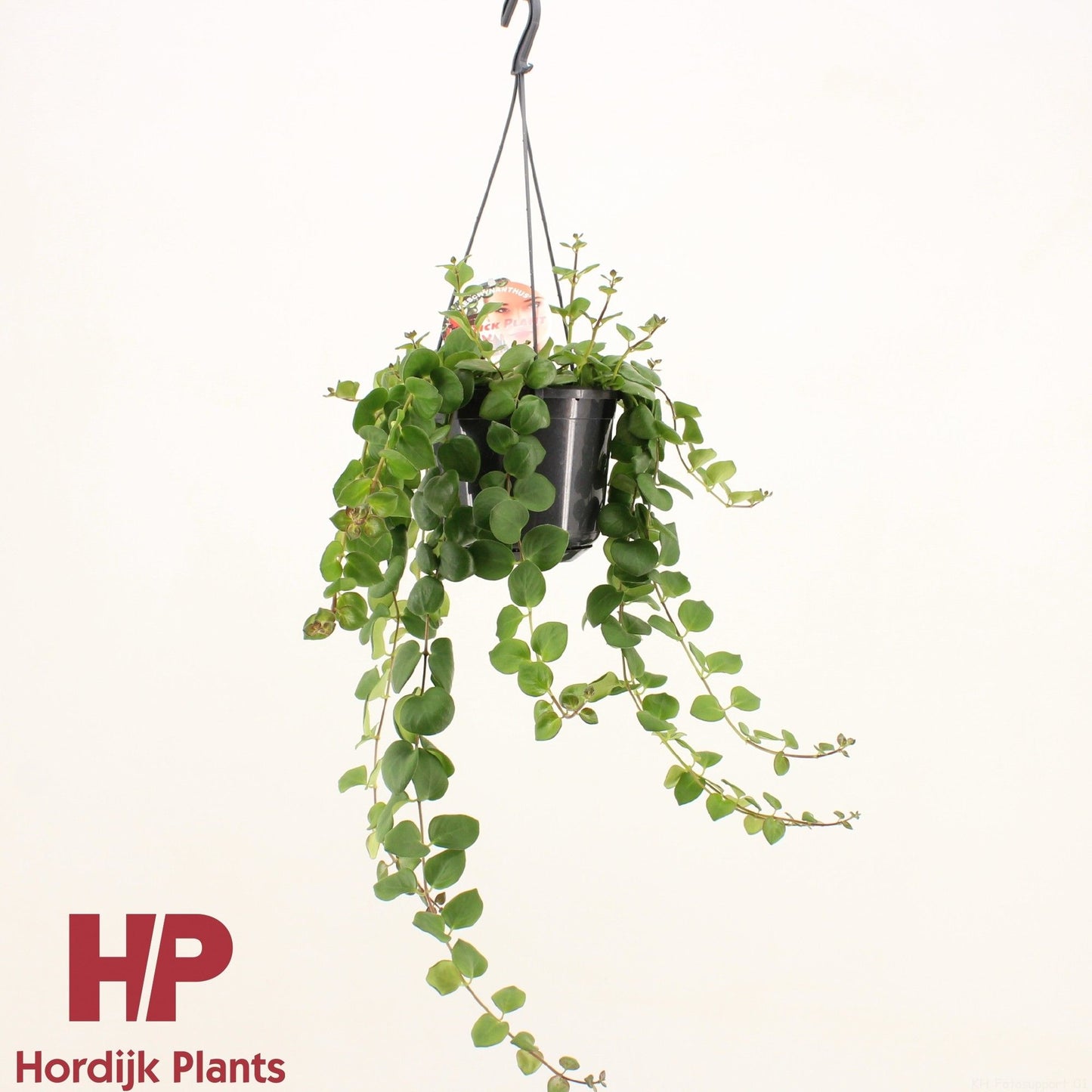 Aeschynanthus Pink Polka