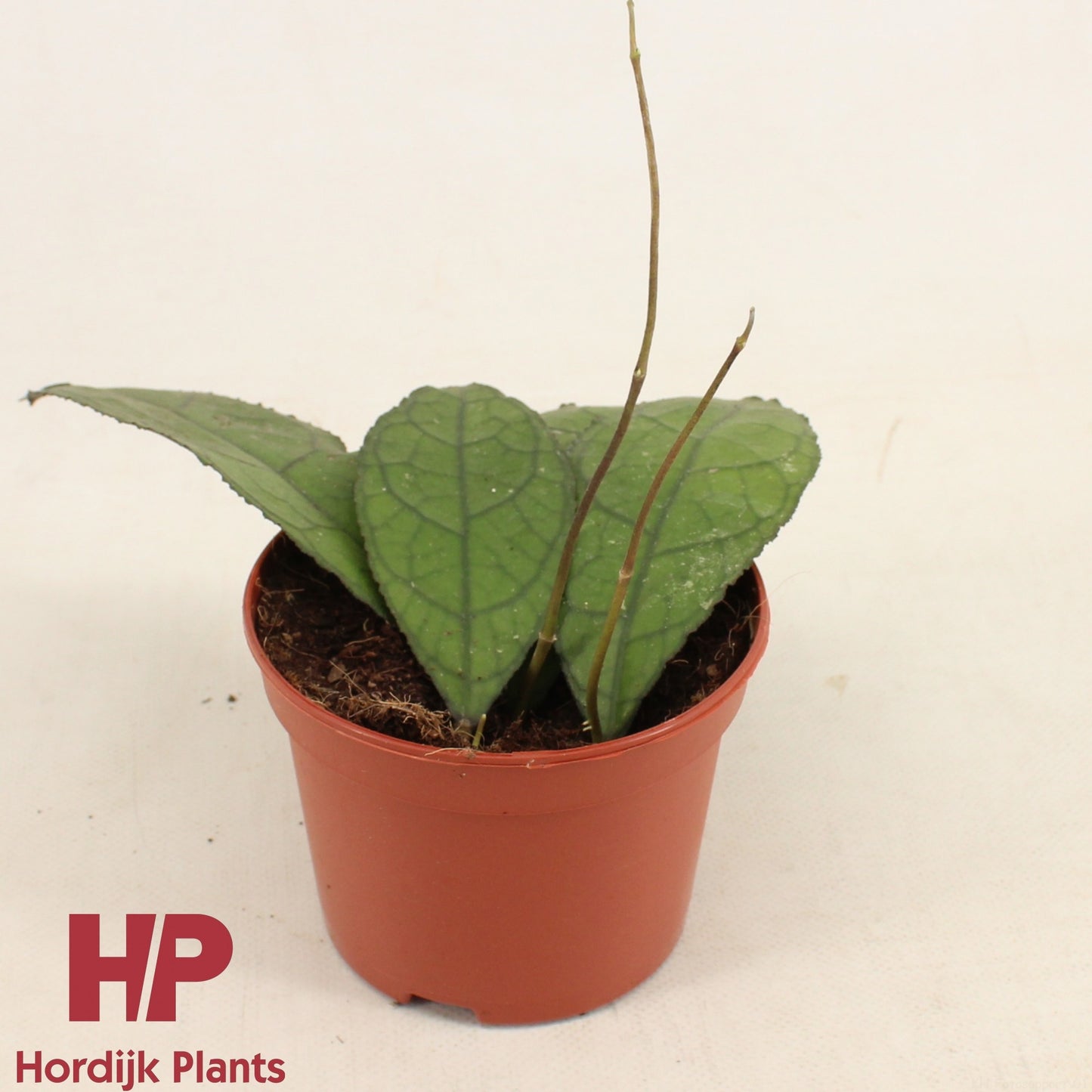 Hoya Clemensiorum Dark Leaf