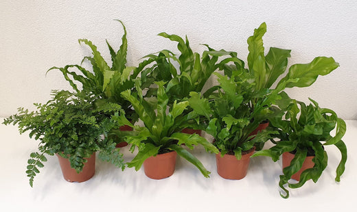 Asplenium Gemengd