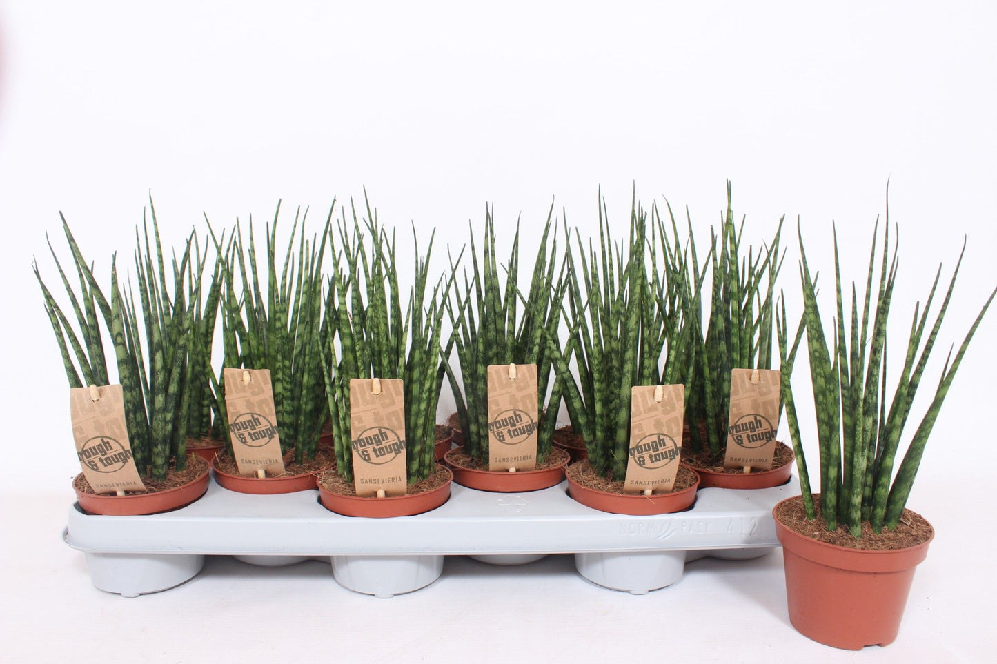 Sans Fernwood Mikado