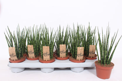 Sans Fernwood Mikado