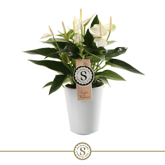 Anthurium St White Champion Keramiek Paris