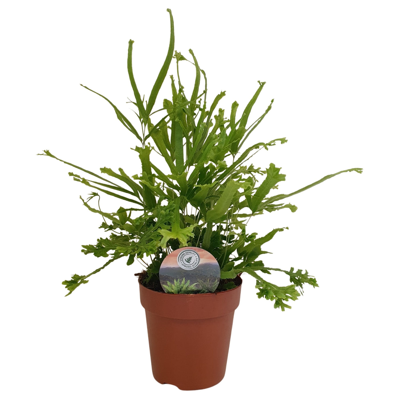 Pteris Roeweri