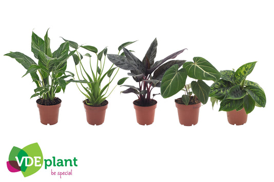 Ov Kamerplanten Gemengd Premium