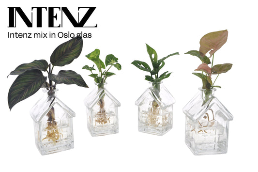Opm Intenz Gemengd Glas Oslo