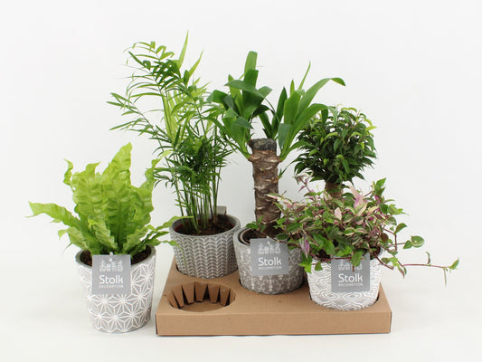 Ov Kamerplanten Gemengd Keramiek Star