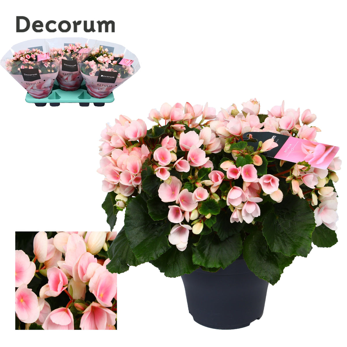 BegoniaBetulia Licht Roze