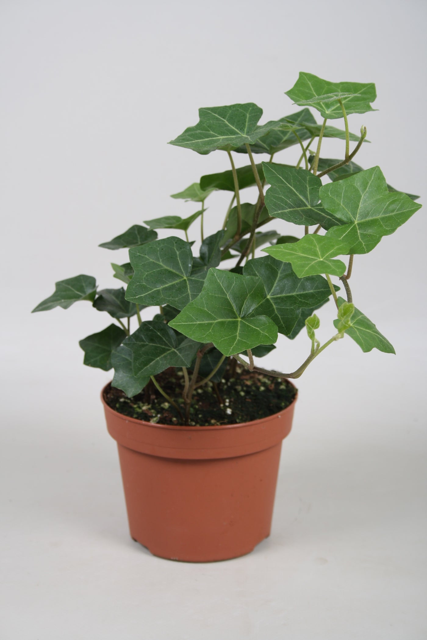 Hedera Hibernica