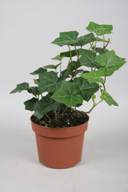 Hedera Hibernica