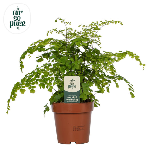 Adiantum Raddianum Fragrans