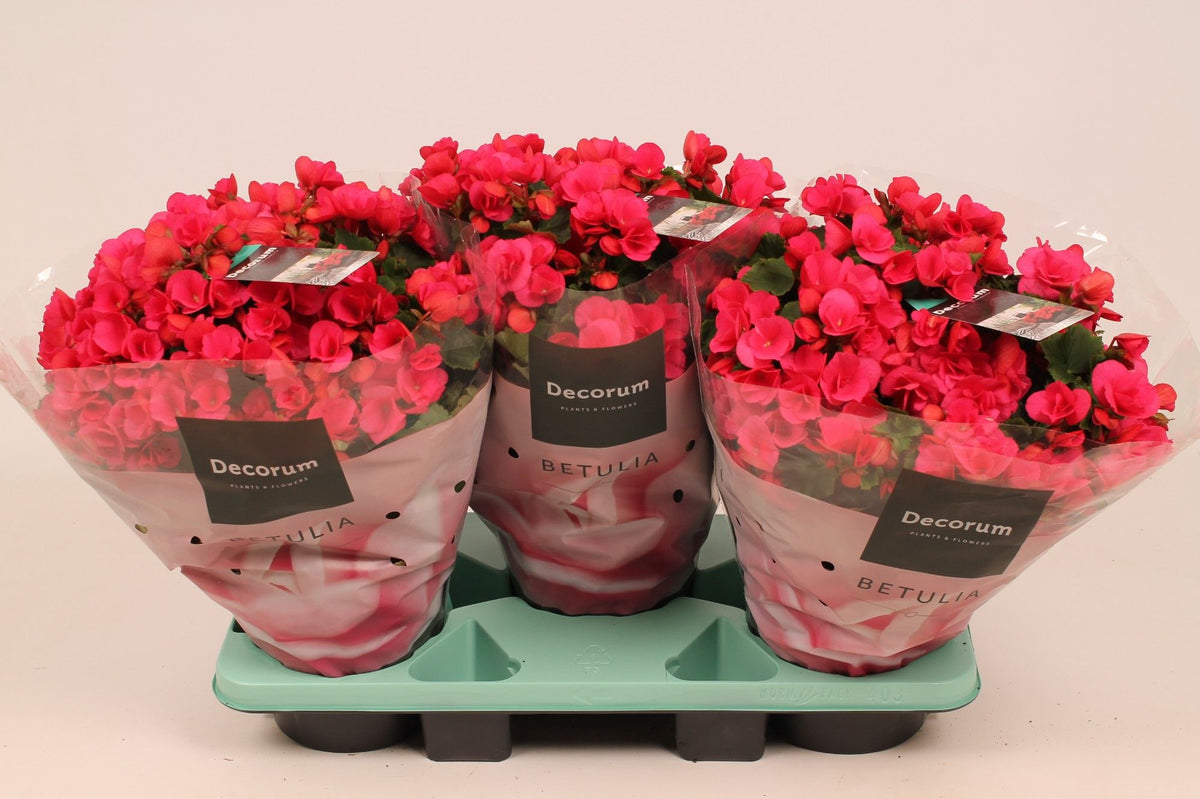 BegoniaBetulia Lila