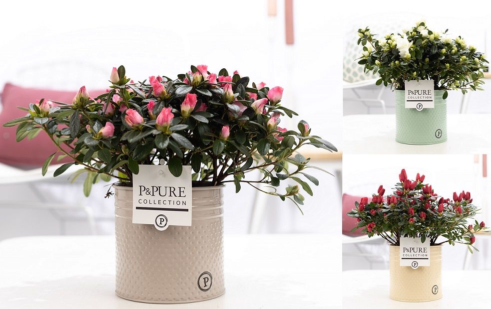 Rhodo Si Gemengd Zink Louise