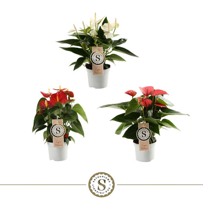 Anthurium St Gemengd 3kl