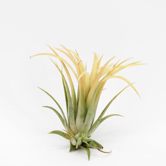Tillandsia Ionantha Geel