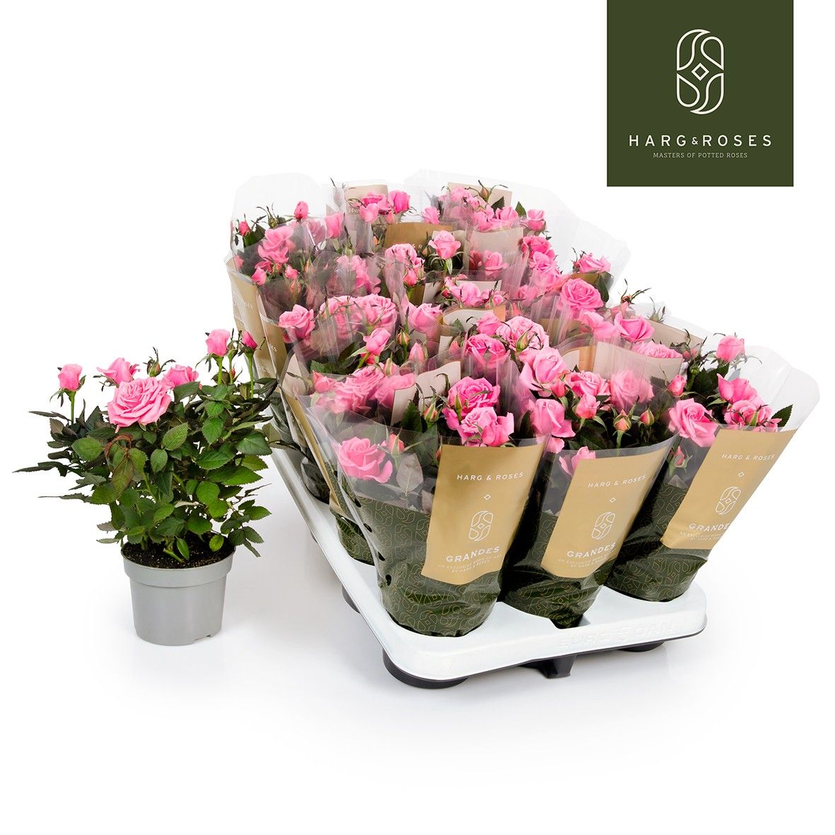 Rose Kordana Grande Esmeralda