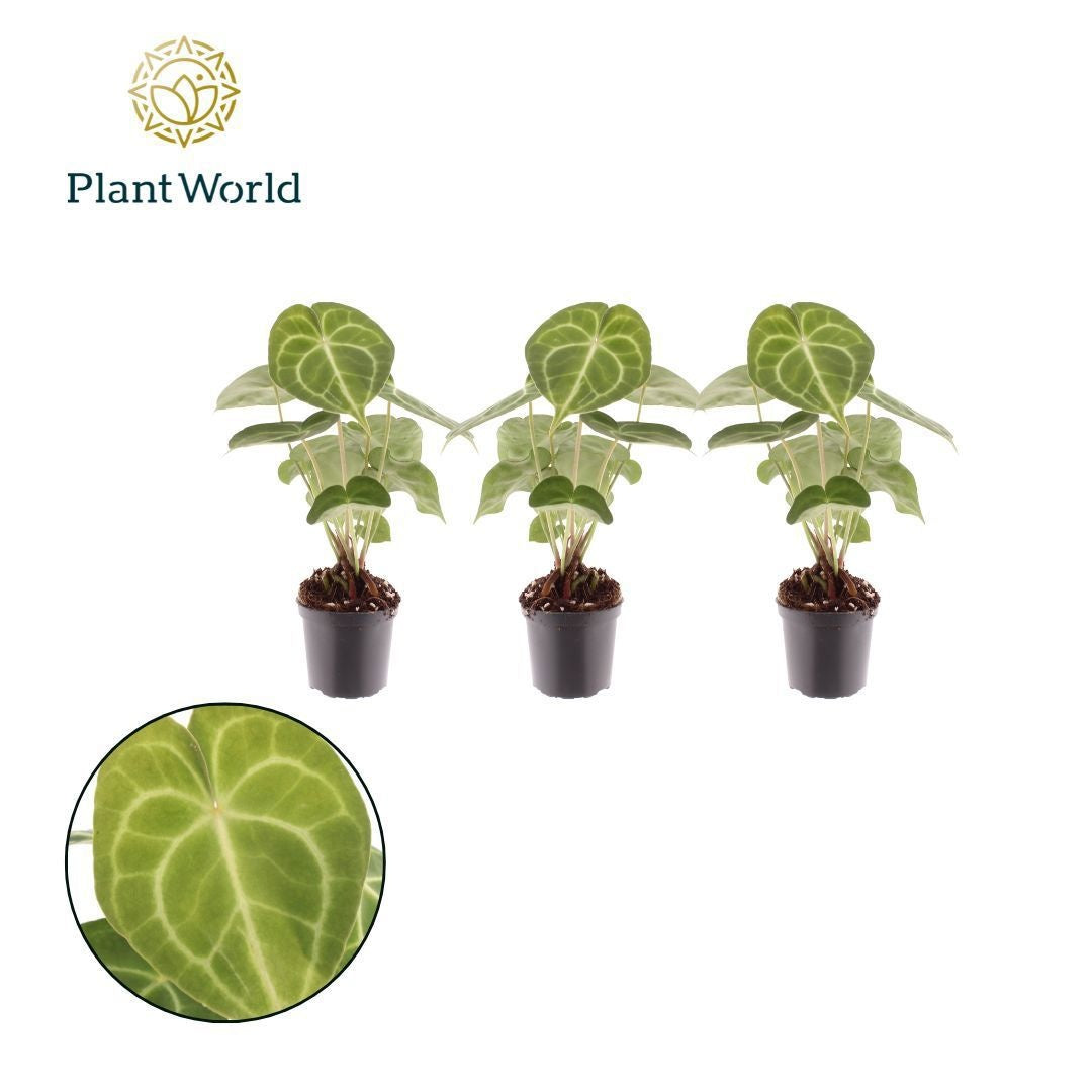 Anthurium Clarinervium