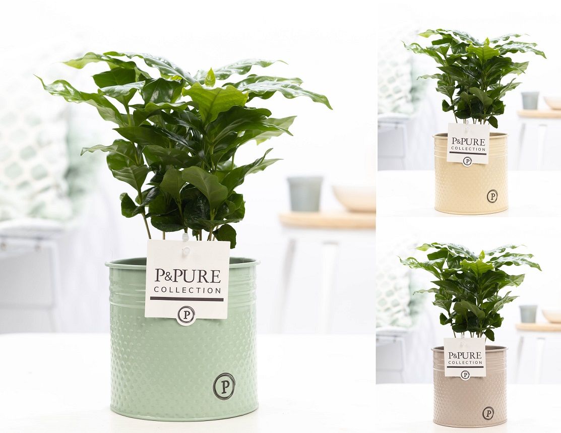 Coffea Arabica Zink Louise