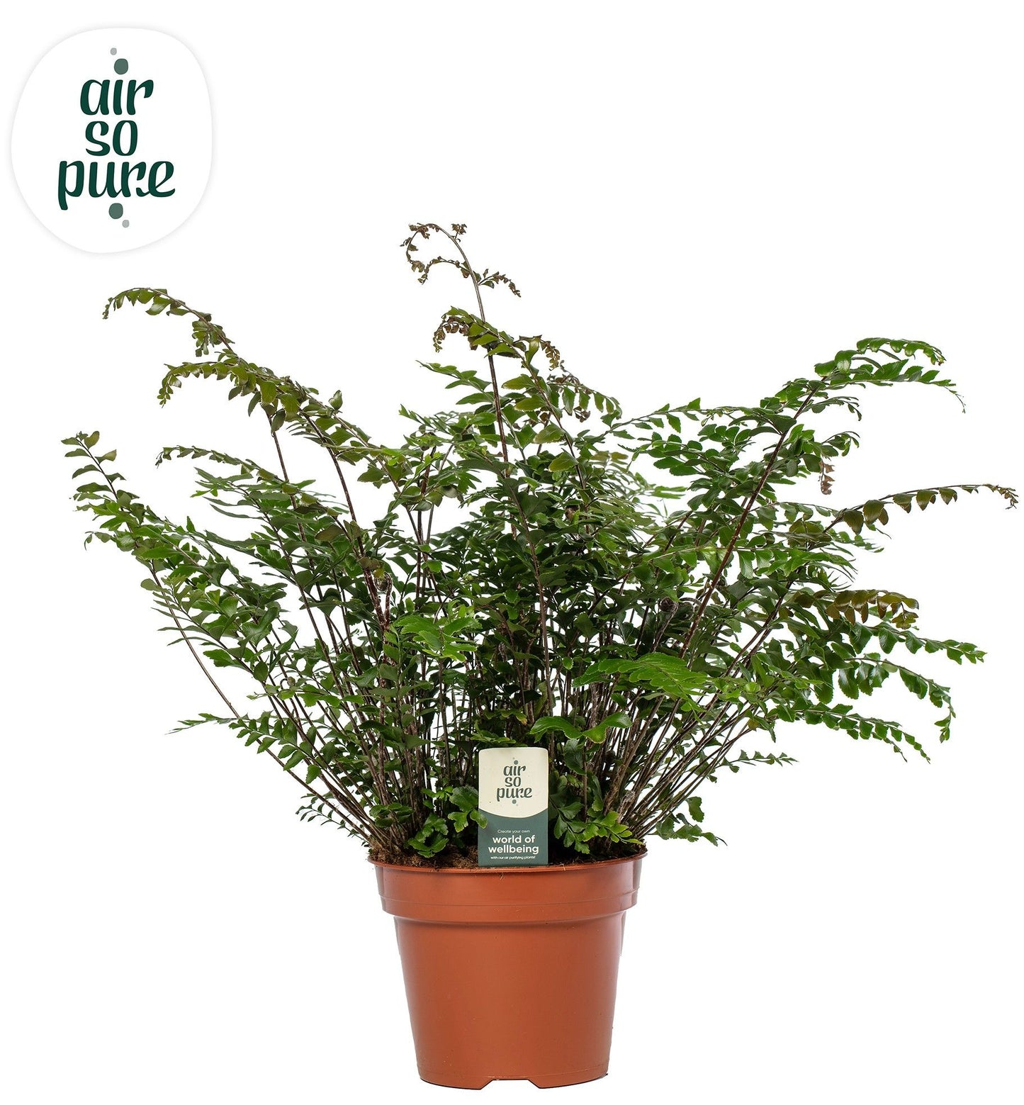 Didymochlaena Truncatula