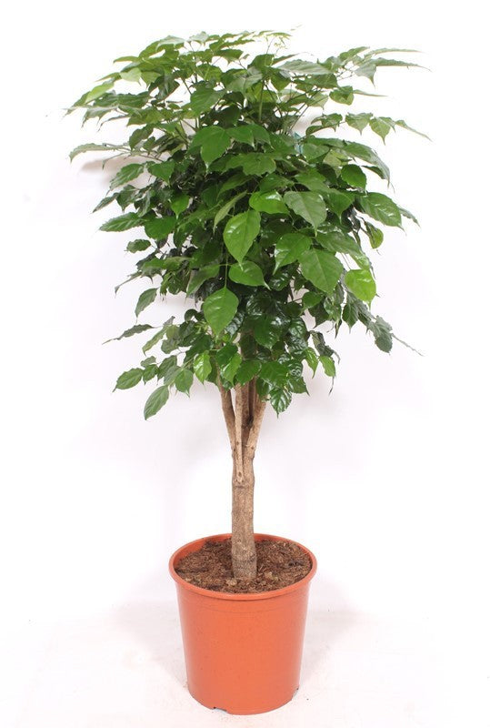 Radermachera Hainanensis Vertakt