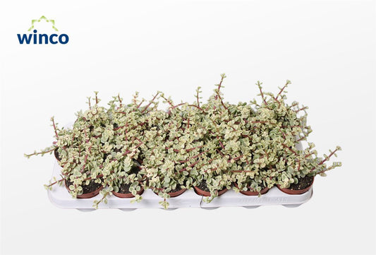 Crass Afra Variagata