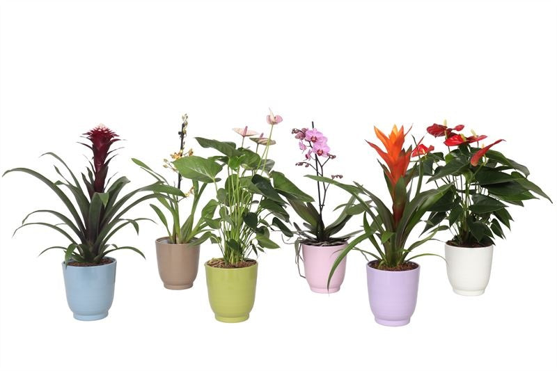 Ov Bloeiende Kamerplanten Gemengd Keramiek