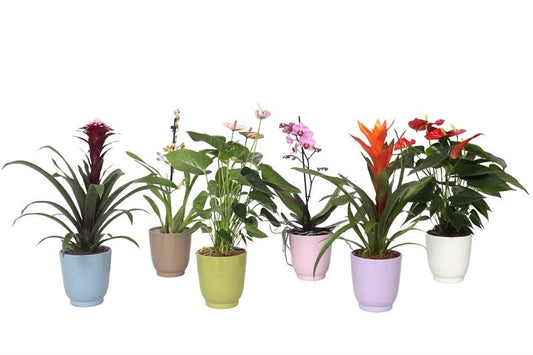 Ov Bloeiende Kamerplanten Gemengd Keramiek