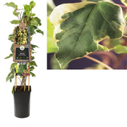 Hedera Al Gloire De Marengo