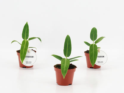 Anthurium Warocqueanum