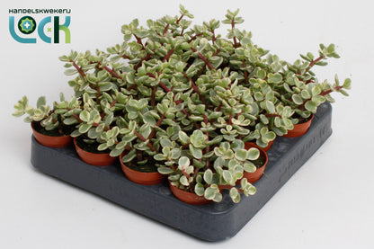 Portulacaria Afra Varigata