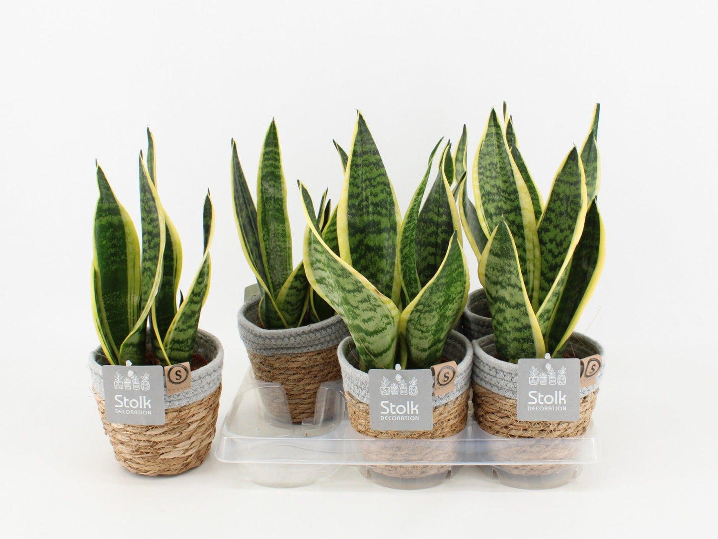 Sans Tri Futura Superba Basket