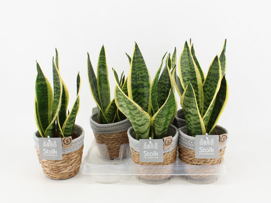 Sans Tri Futura Superba Basket