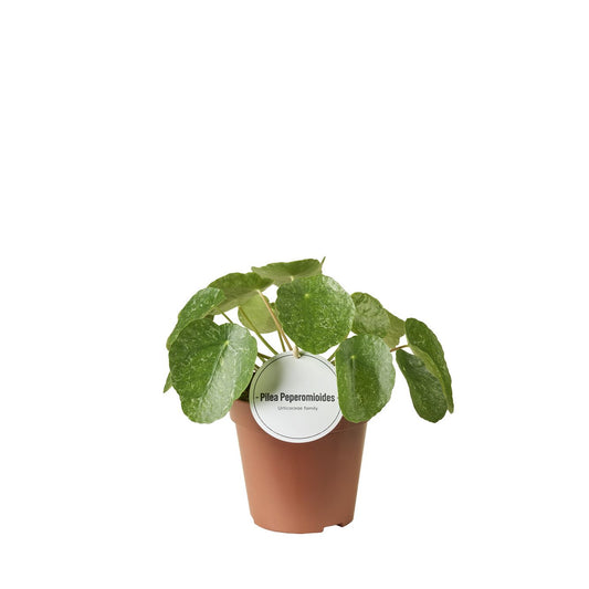 Pilea Sugar