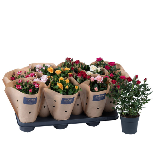 Rose Victory Gemengd Krafthoes