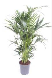 Howea Forsteriana 10pp