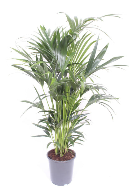 Howea Forsteriana 10pp