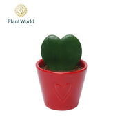 Hoya Kerrii Keramiek Boston Rood