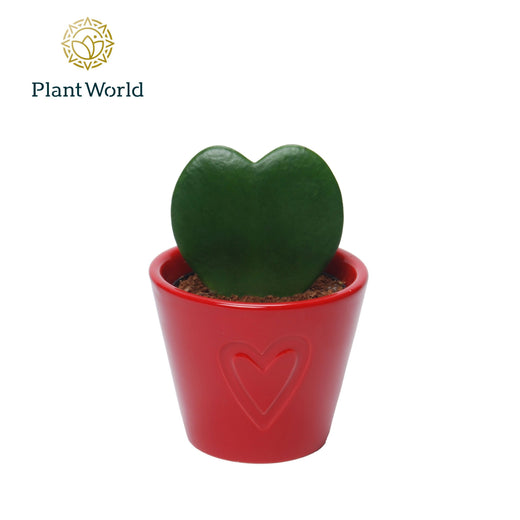 Hoya Kerrii Keramiek Boston Rood