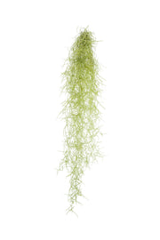Tillandsia Usneoidus