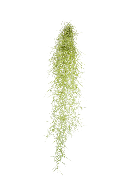 Tillandsia Usneoidus