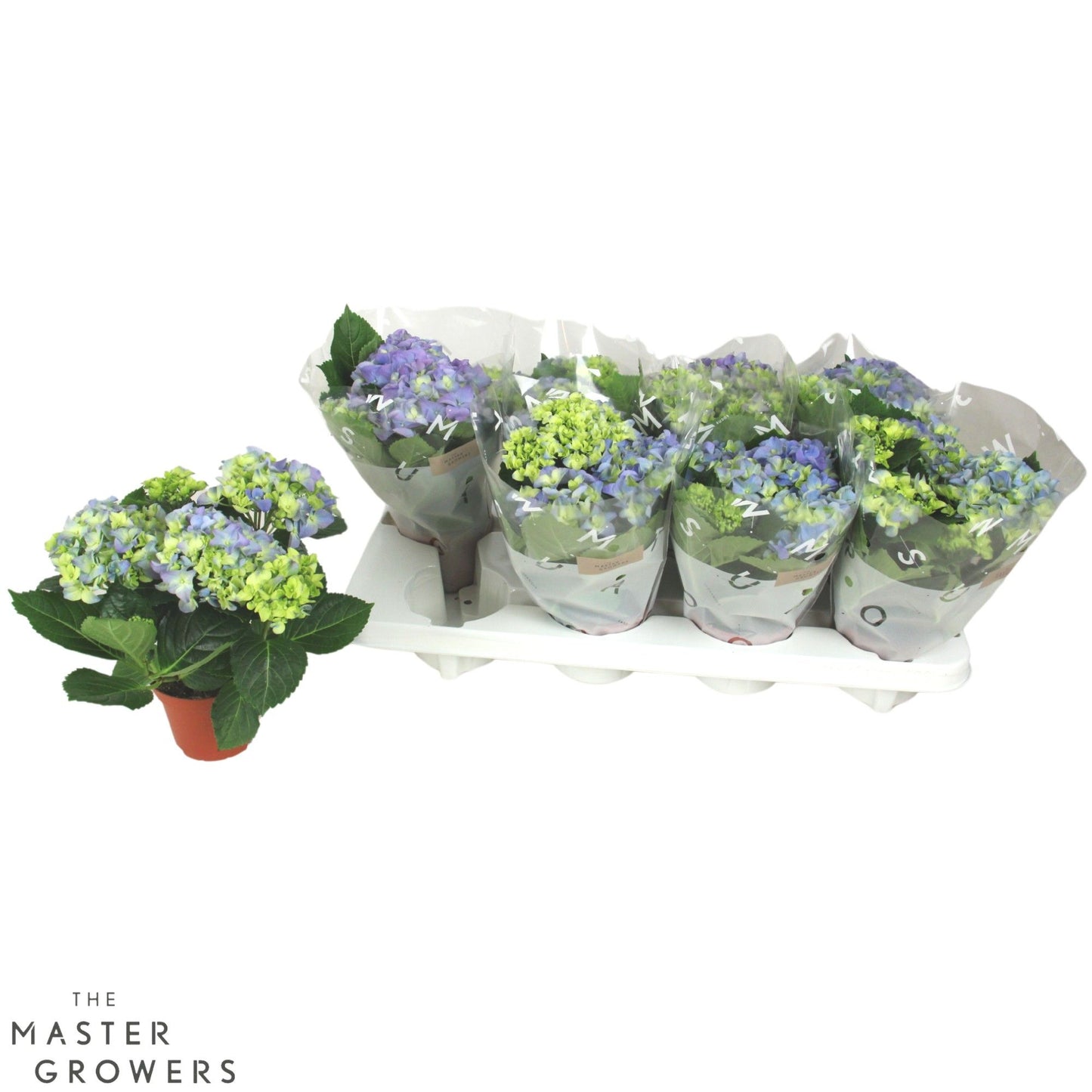 Hydrangea M Fabolo 3+ Kop