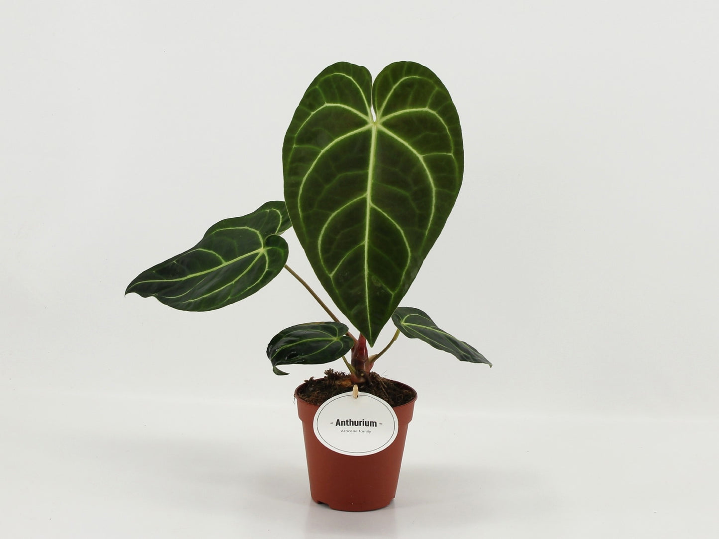 Anthurium Regale