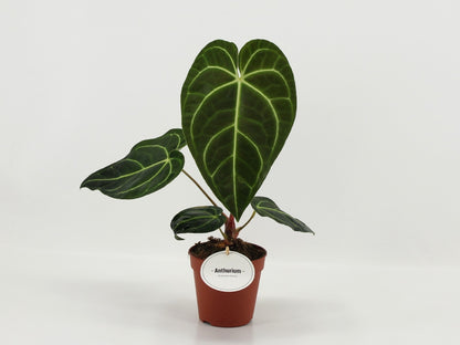 Anthurium Regale