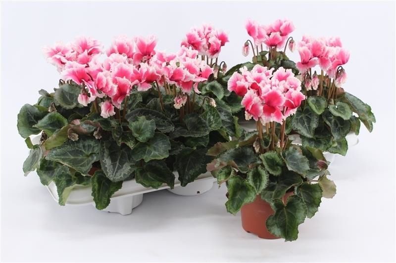 Cyclamen Per Abanico Salmon