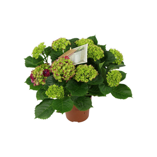 Hydrangea M High Fire Lila 9+