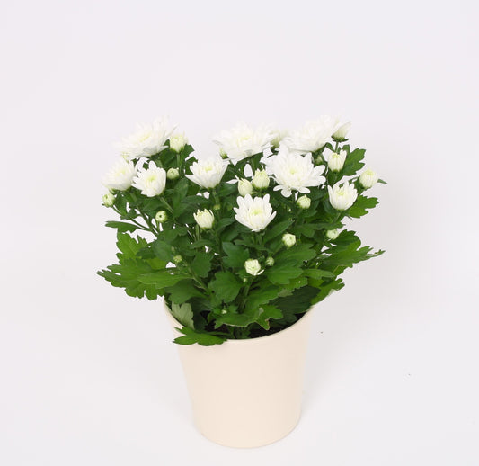 Chrysanthemum Wit Keramieki Wit