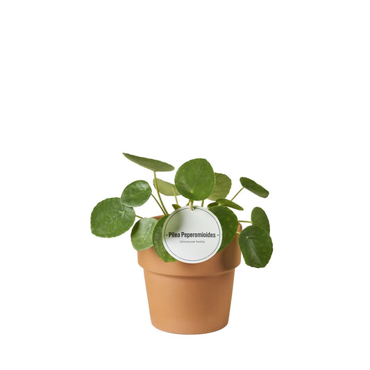 Pilea Peperomioides Terracotta
