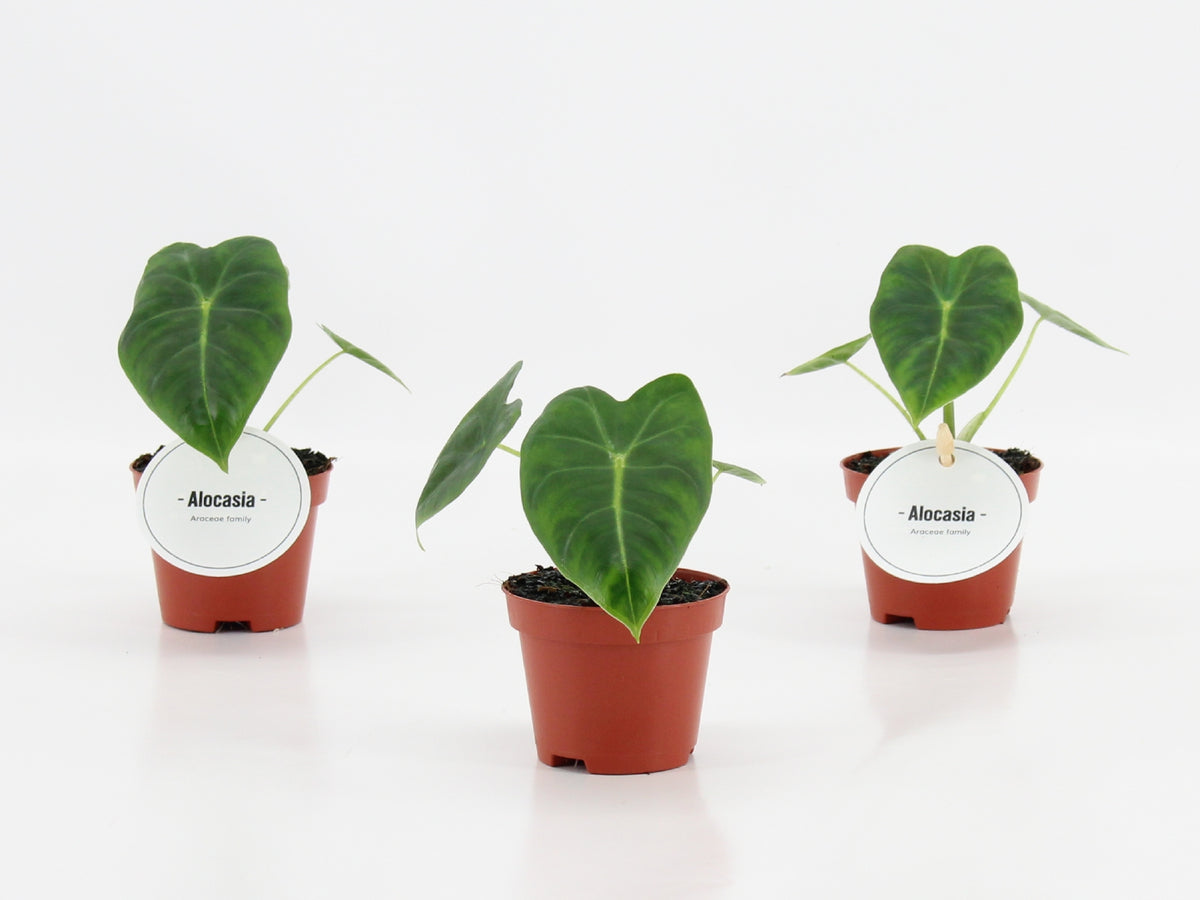 Alocasia Frydek