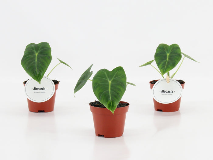 Alocasia Frydek