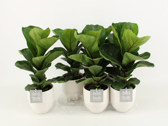 Ficus Lyrata Keramiek Liv