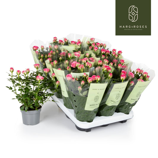 Rose Kordana Carousel